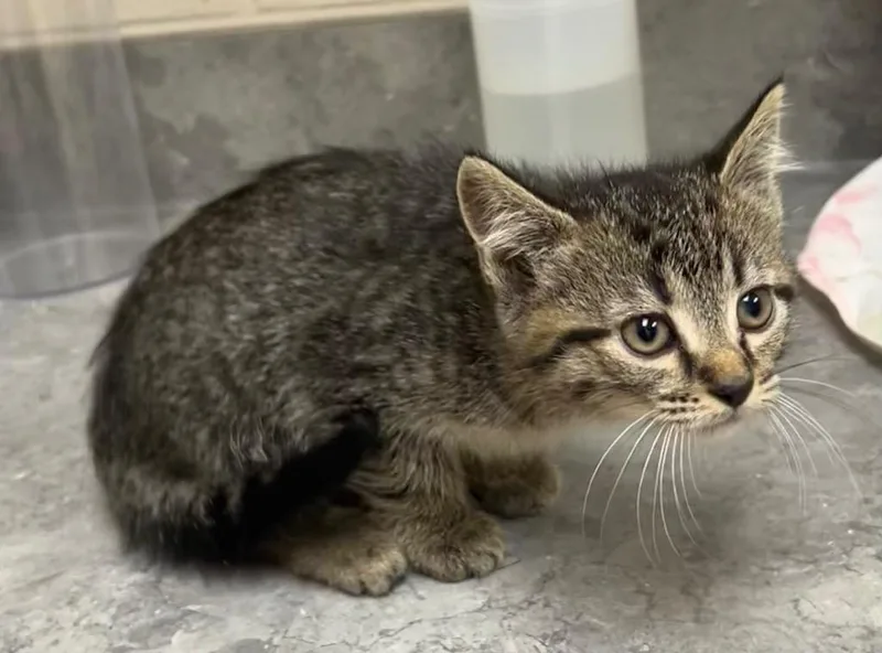 A baby medium-sized female Domestic Short Hair cat named Unity for adoption in Greeneville, TN