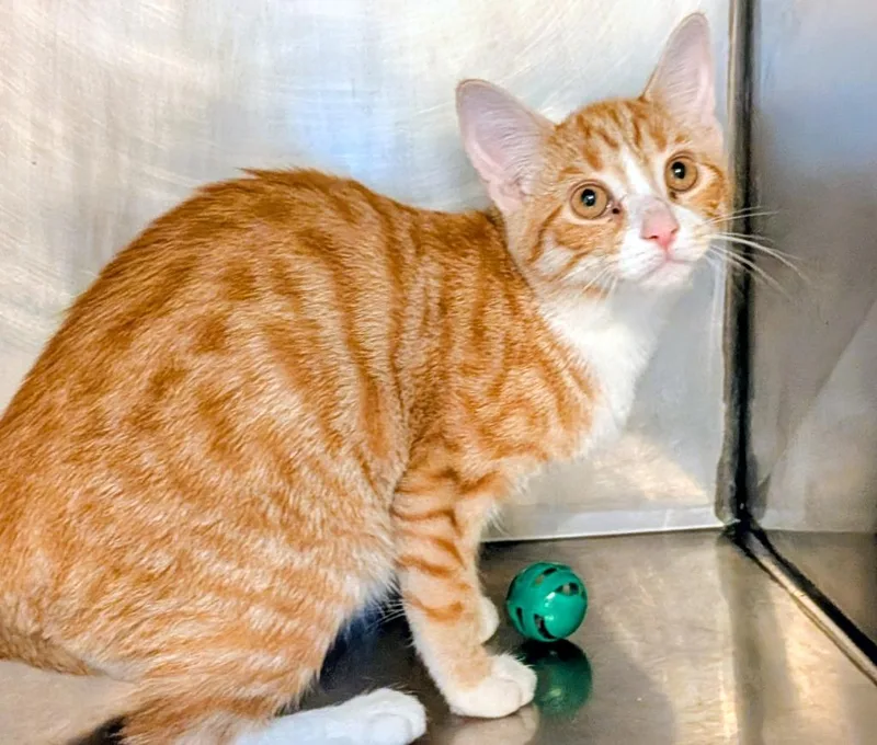 A baby small-sized female Domestic Short Hair cat named Addy for adoption in St. Augustine, FL