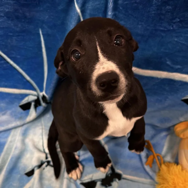 A baby medium-sized female Black Mixed Breed dog named Lula Bell for adoption in Washington Township, OH