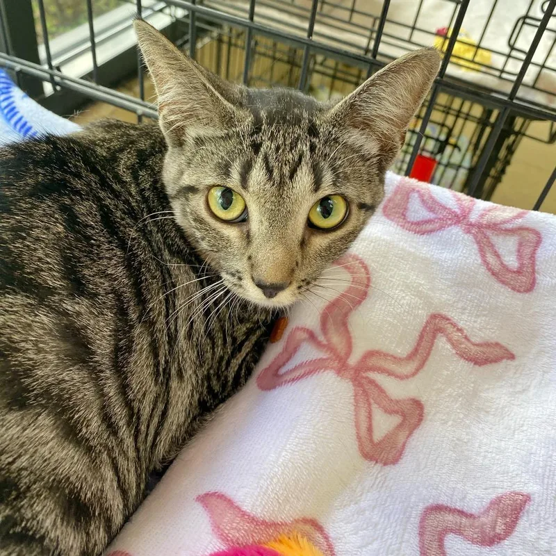 Gali