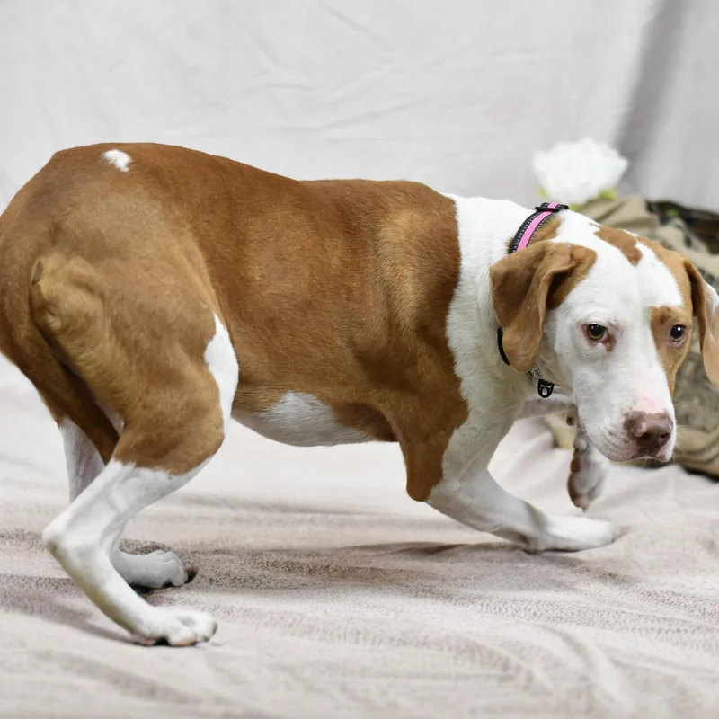 An adult medium-sized male Golden Mixed Breed dog named James for adoption in Defuniak Springs, FL