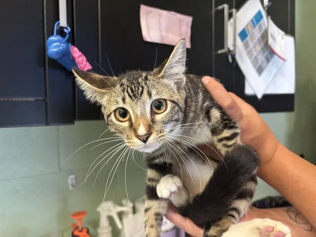 A baby small-sized female Domestic Short Hair cat named Rose for adoption in Grand Prairie, TX