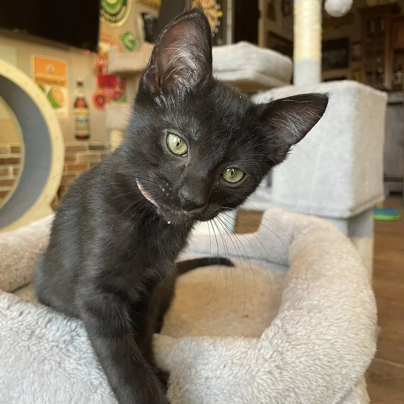 A baby medium-sized female Black Domestic Short Hair cat named Valentina for adoption in Queen Creek, AZ