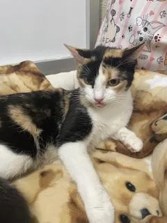 A young medium-sized female Calico cat named Raine for adoption in Parlier, CA