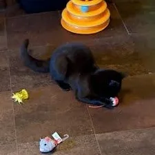 A baby medium-sized female Brown / Chocolate Domestic Short Hair cat named Cocoa for adoption in Oswego, NY