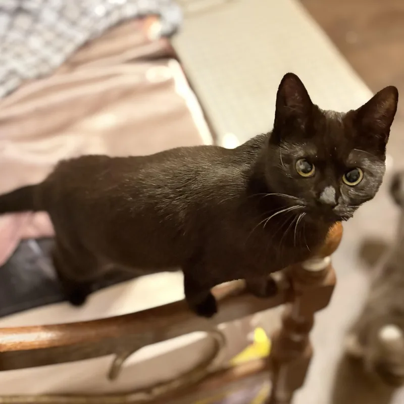 Cocoa thumbnail 3