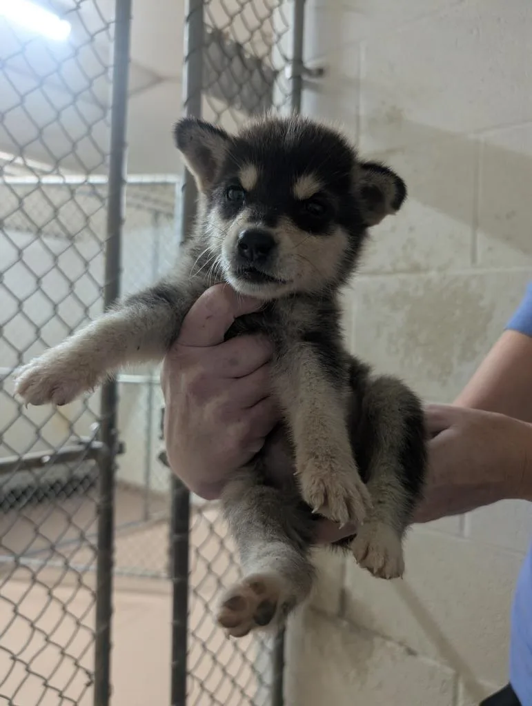 A baby medium-sized male German Shepherd Dog dog named Wotermelin for adoption in Nacogdoches, TX