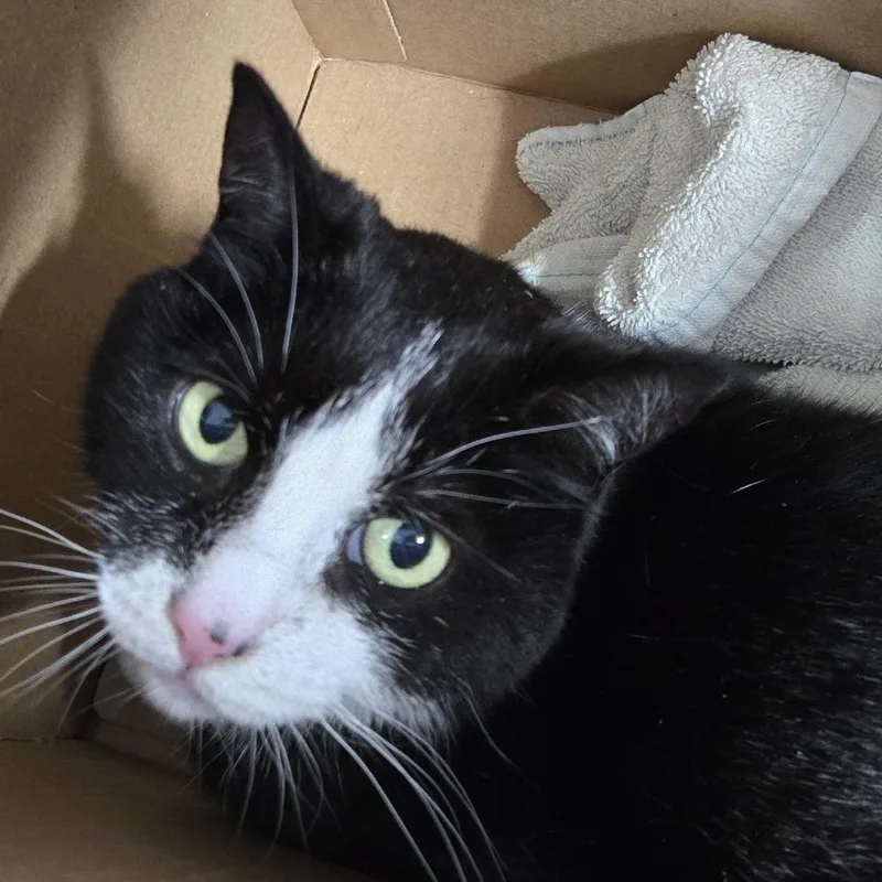 A senior small-sized female Black Domestic Short Hair cat named Sox for adoption in Weimar, CA