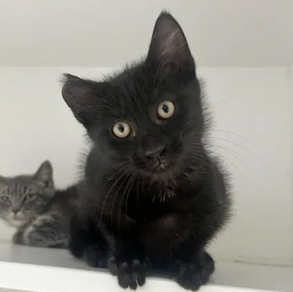 A baby small-sized male Black Domestic Short Hair cat named Scrappy Sam for adoption in Manassas, VA