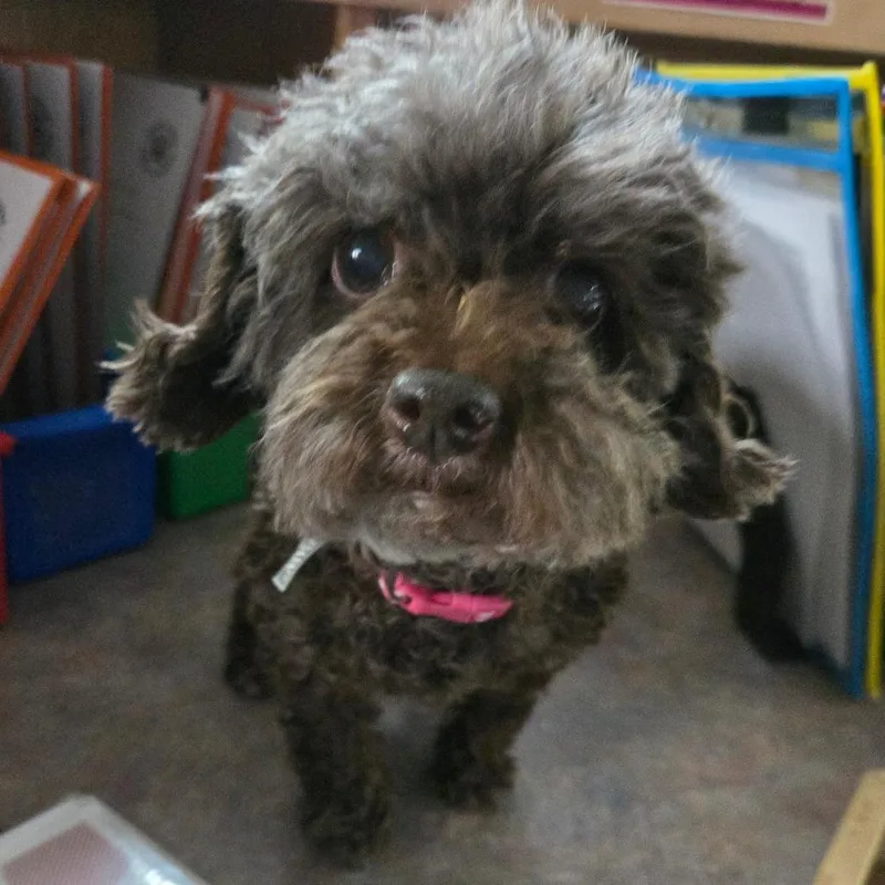 A senior small-sized female Brown / Chocolate Miniature Poodle dog named BCStray for adoption in Idaho Falls, ID