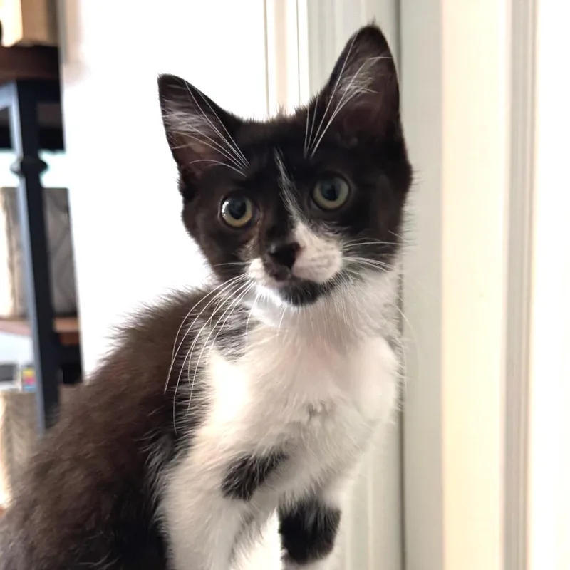 A baby small-sized female Black Domestic Short Hair cat named Stevie for adoption in Chapel Hill, NC