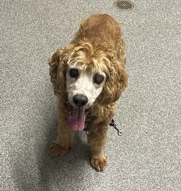 A senior medium-sized male Cocker Spaniel dog named Harold for adoption in Escondido, CA