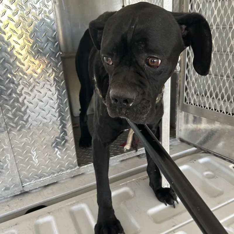 An adult large-sized female Black Boxer dog named White Oak Drive Stray for adoption in Roxboro, NC