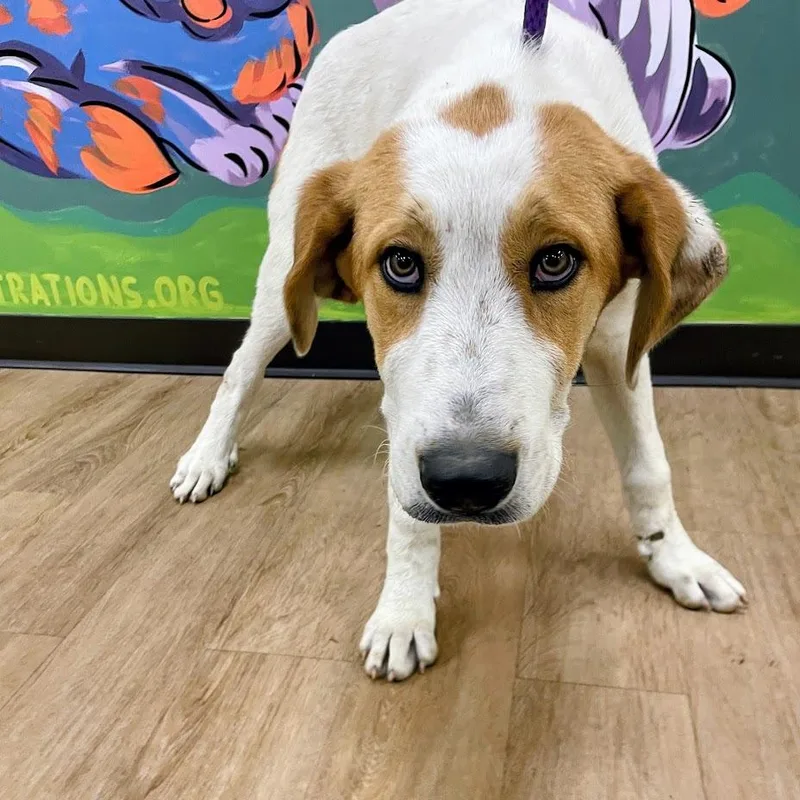 A baby medium-sized male White / Cream Great Pyrenees dog named Nolan for adoption in Lyndhurst, VA