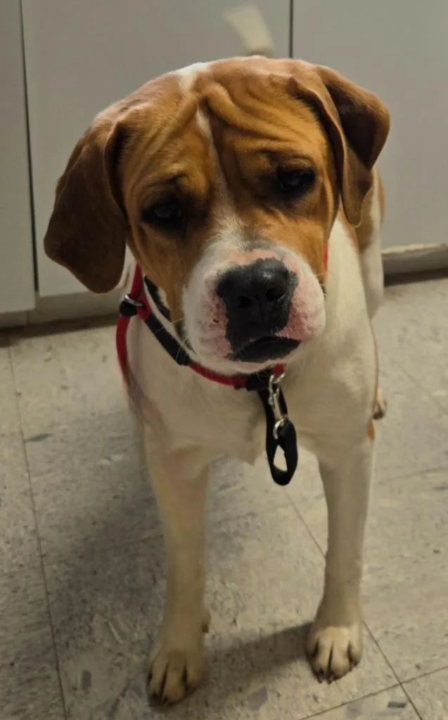 A young medium-sized female Hound dog named Susie for adoption in Sandusky, OH
