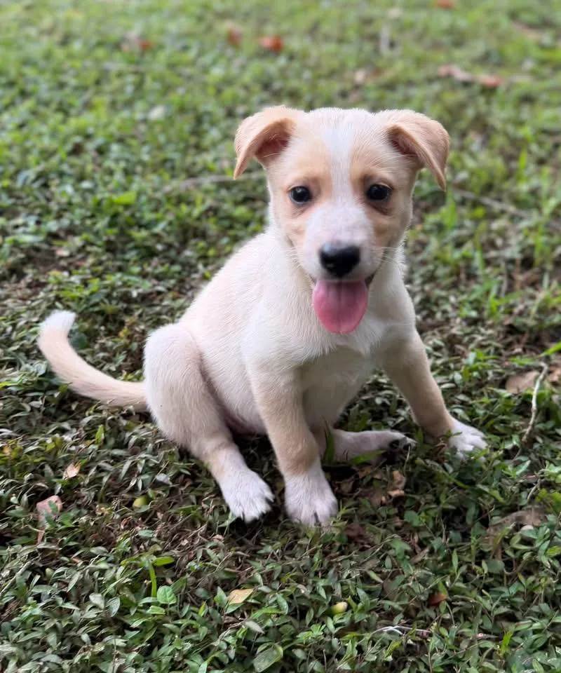 A baby medium-sized female Corgi dog named Honey boo boo for adoption in Lutz, FL