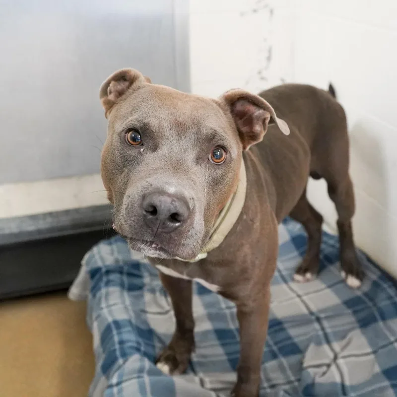 An adult large-sized male Gray / Blue / Silver Pit Bull Terrier dog named Jimothy for adoption in Kansas City, KS