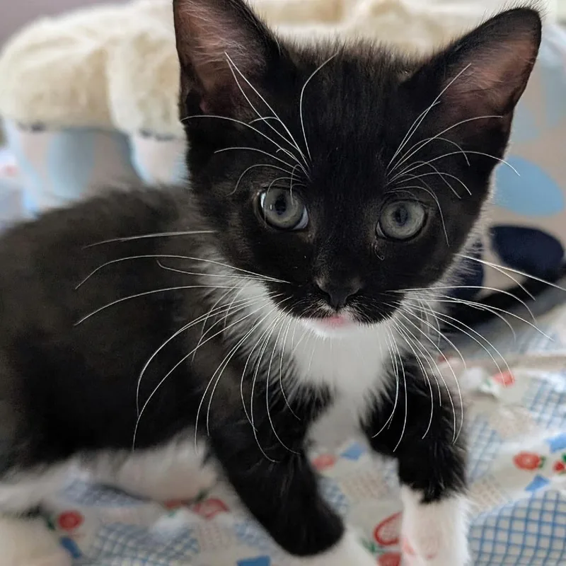 A baby small-sized male Black Domestic Short Hair cat named Mayor Lionheart for adoption in Wadena, MN