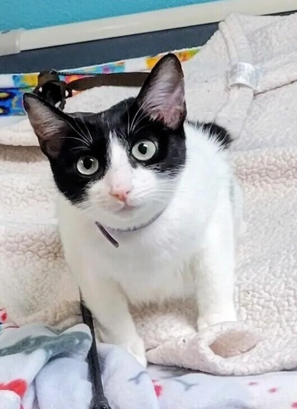 A young small-sized female Domestic Short Hair cat named Kyrene for adoption in Sherwood, OR
