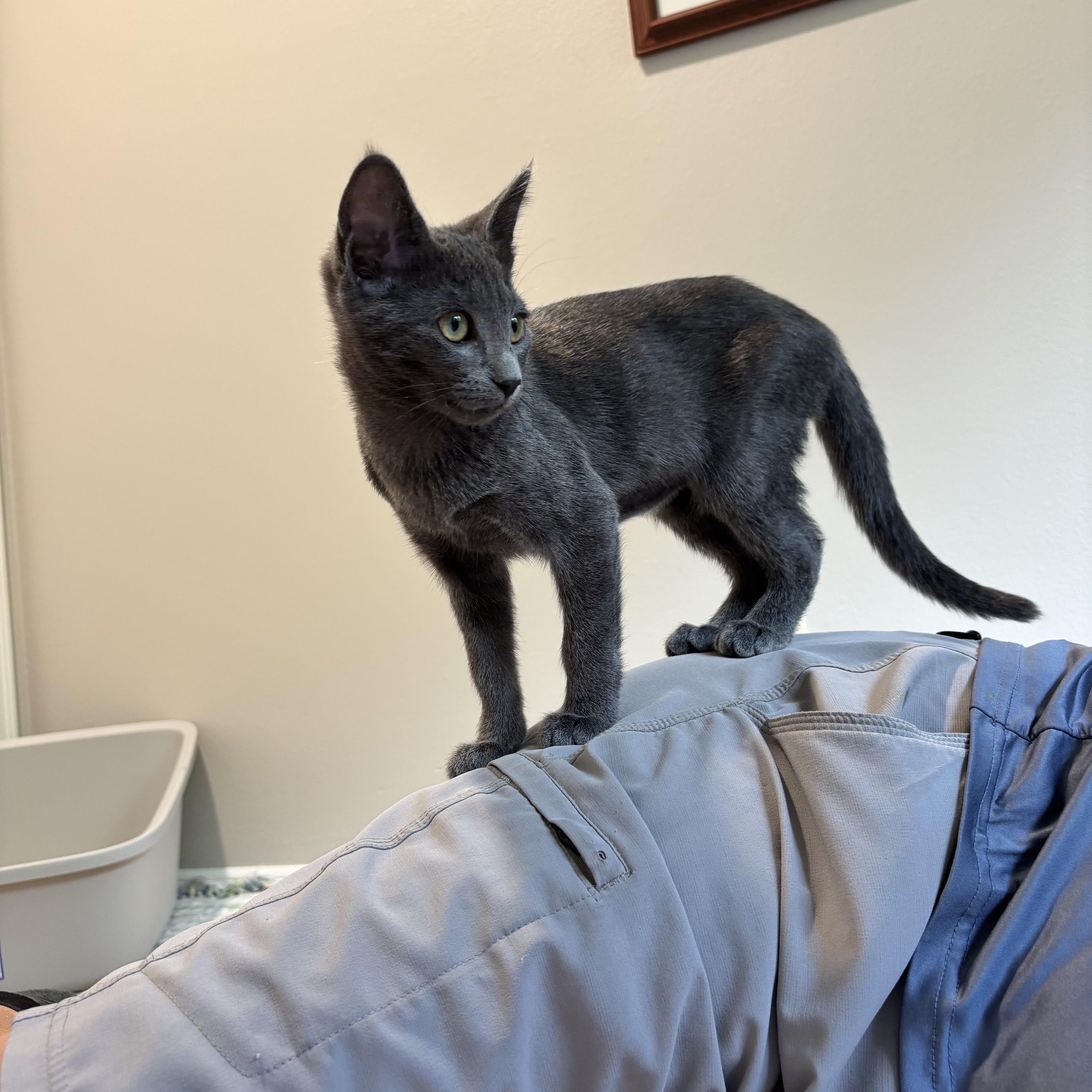 A baby medium-sized female Gray / Blue / Silver Russian Blue cat named Bana for adoption in Woodinville, WA