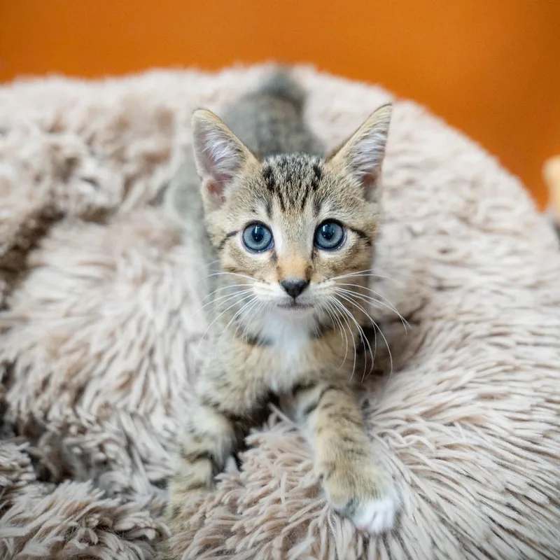 A baby small-sized male Domestic Short Hair cat named John for adoption in Gainesville, GA