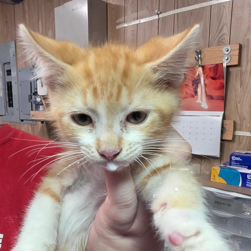 A baby small-sized male Orange / Red Domestic Short Hair cat named Norfolk for adoption in Leander, TX
