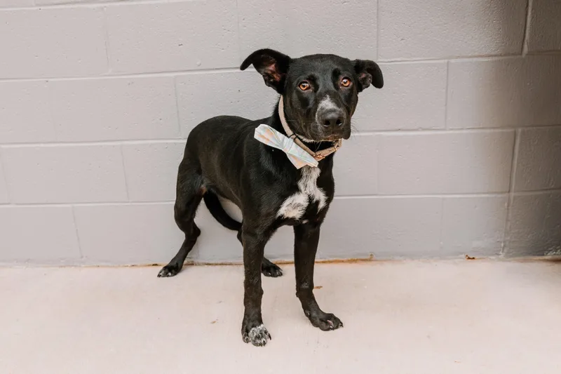 A young medium-sized male Black Retriever dog named Pedro for adoption in Lancaster, SC