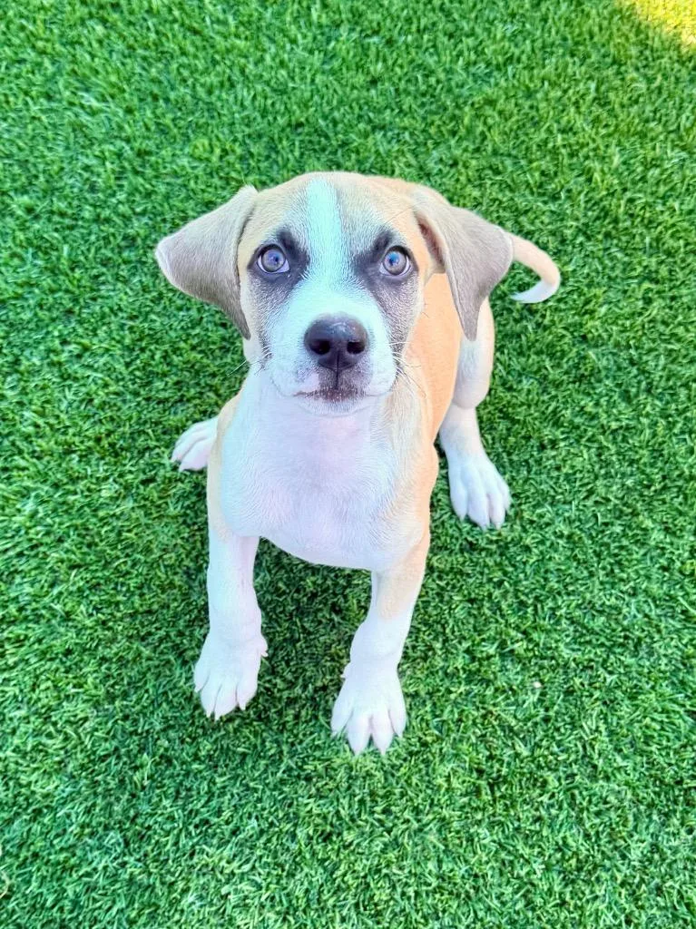 A baby large-sized male Boxer dog named Parsley for adoption in Cape Coral, FL