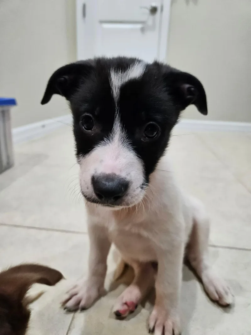 Daphne