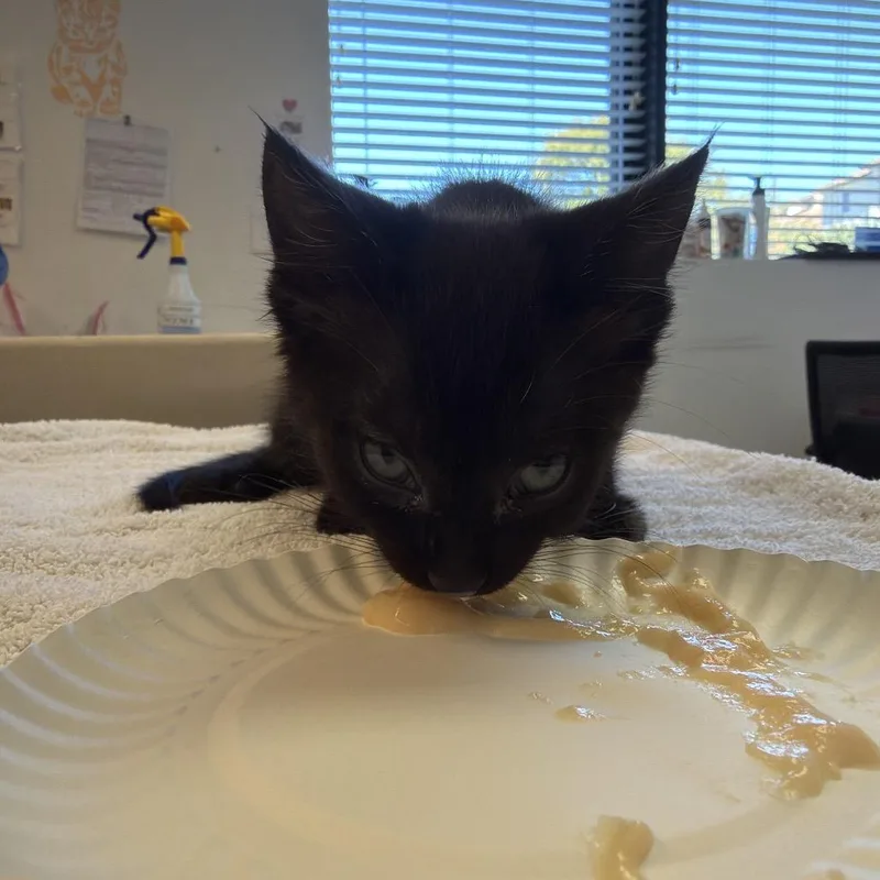 A baby small-sized female Domestic Short Hair cat named Captain Crunch for adoption in Austin, TX