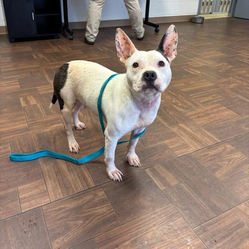 An adult medium-sized female White / Cream Pit Bull Terrier dog named Applejack for adoption in Roxboro, NC