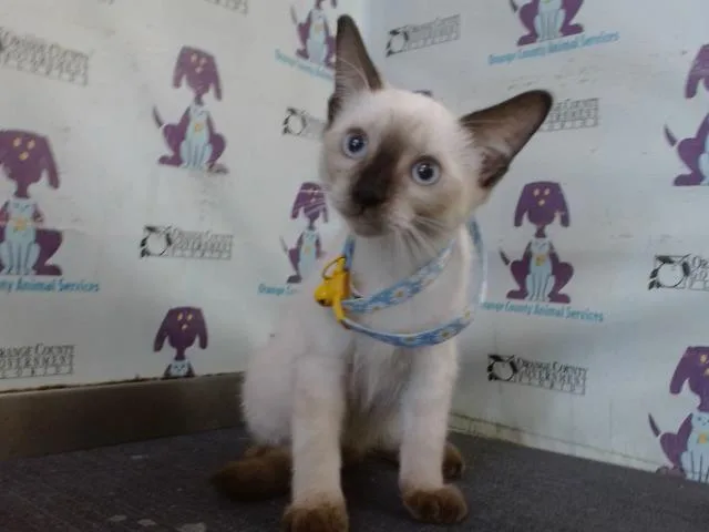 A baby small-sized female Domestic Short Hair cat named Coco for adoption in Orlando, FL