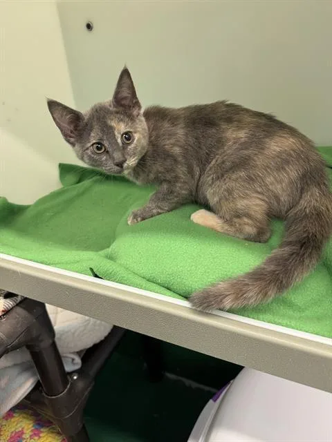 A baby small-sized female Domestic Short Hair cat named Ms Slate for adoption in Peoria, IL