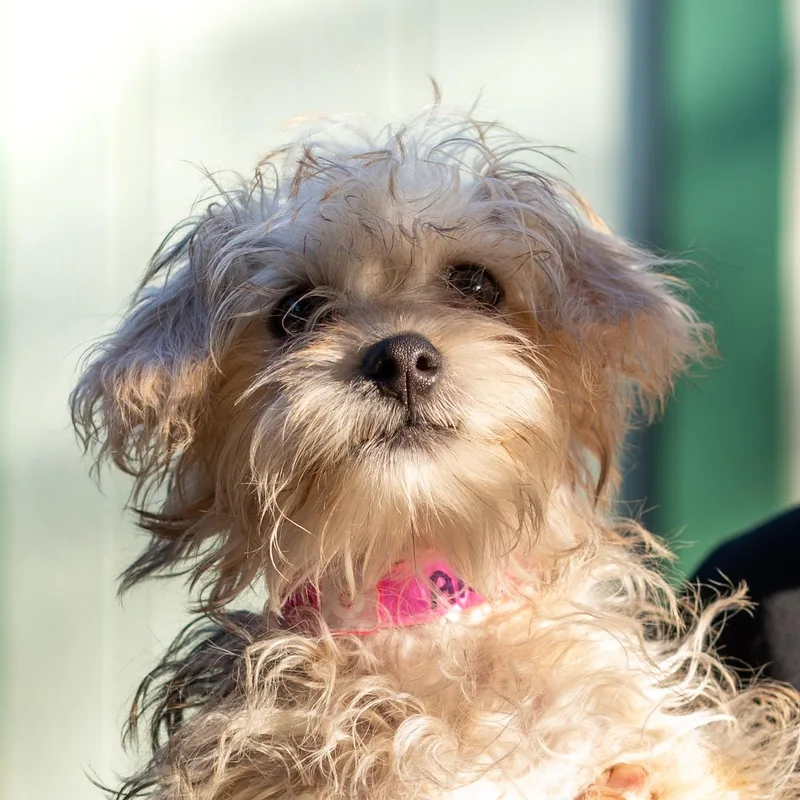A baby small-sized female Terrier dog named Baby Ari for adoption in Fresno, CA