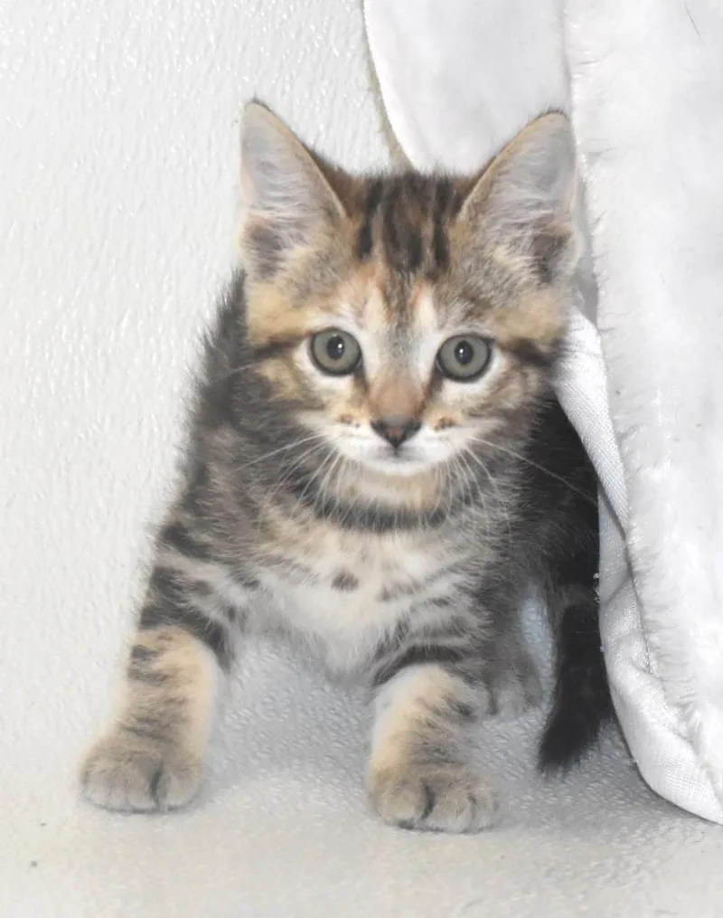 A baby large-sized female Domestic Short Hair cat named Tofu for adoption in Springfield, OH