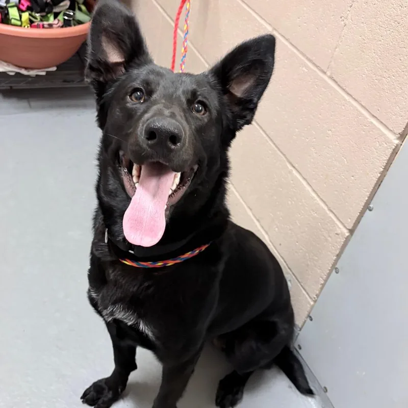 A young medium-sized female Shepherd dog named Ginger for adoption in Tacoma, WA