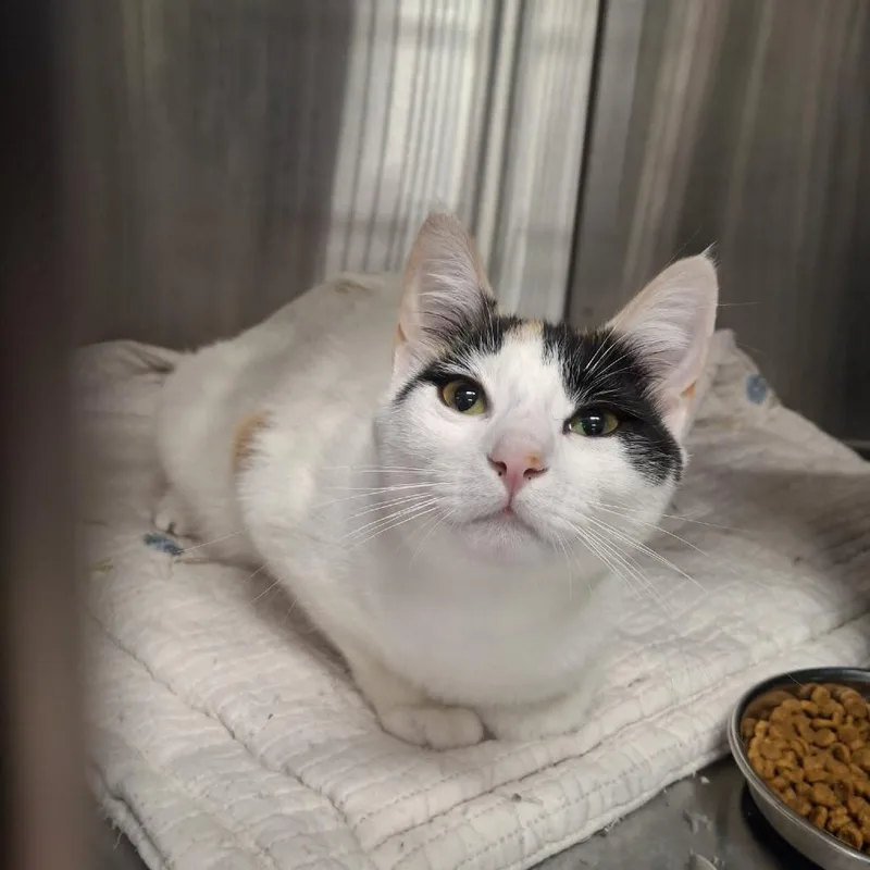 A young medium-sized female Calico Domestic Short Hair cat named Maizy for adoption in Conway, NH