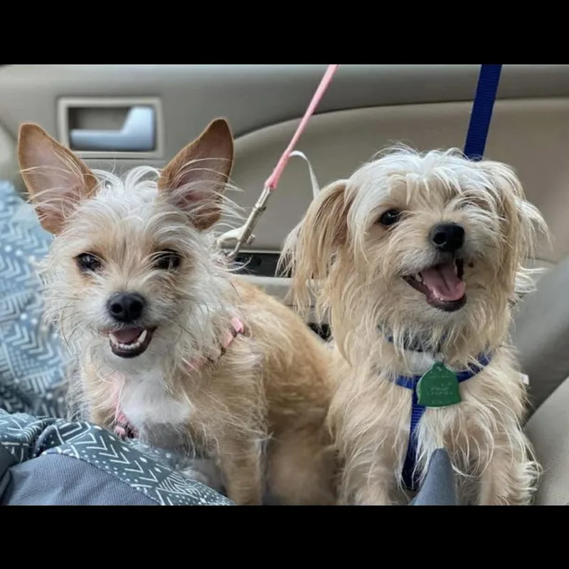 Millie and Rocky thumbnail 4