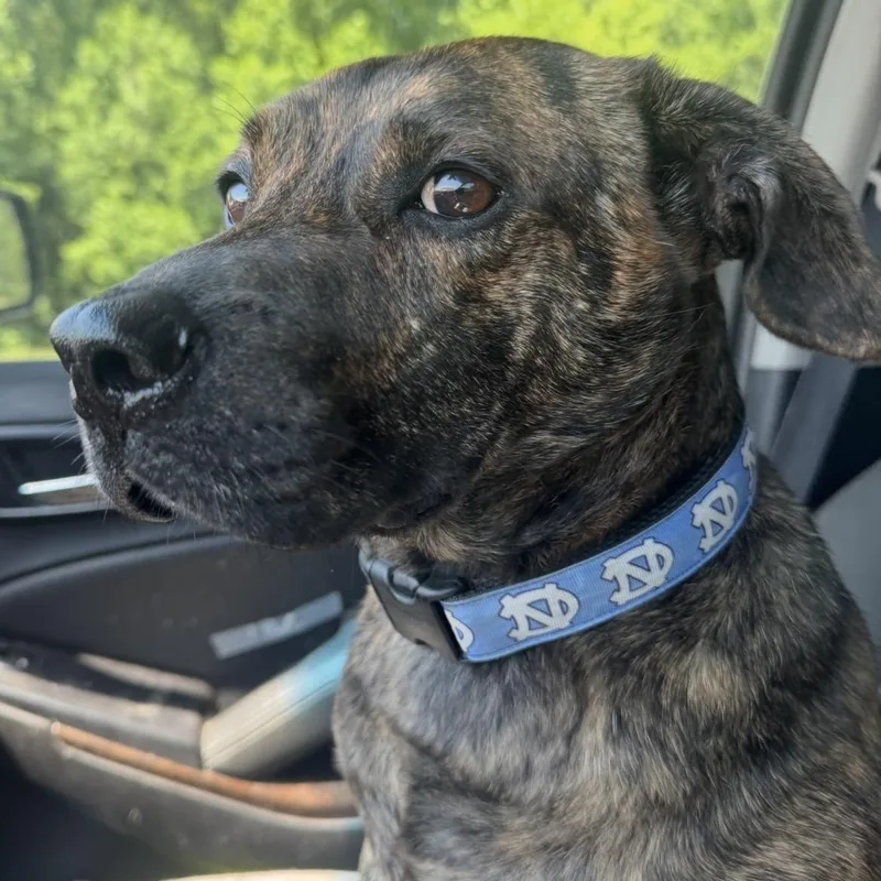 Otis