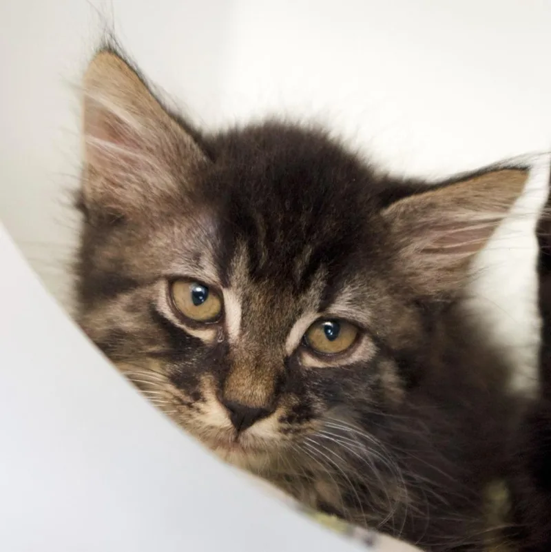 A baby medium-sized female Domestic Short Hair cat named Julie Magnolia for adoption in Shoreline, WA