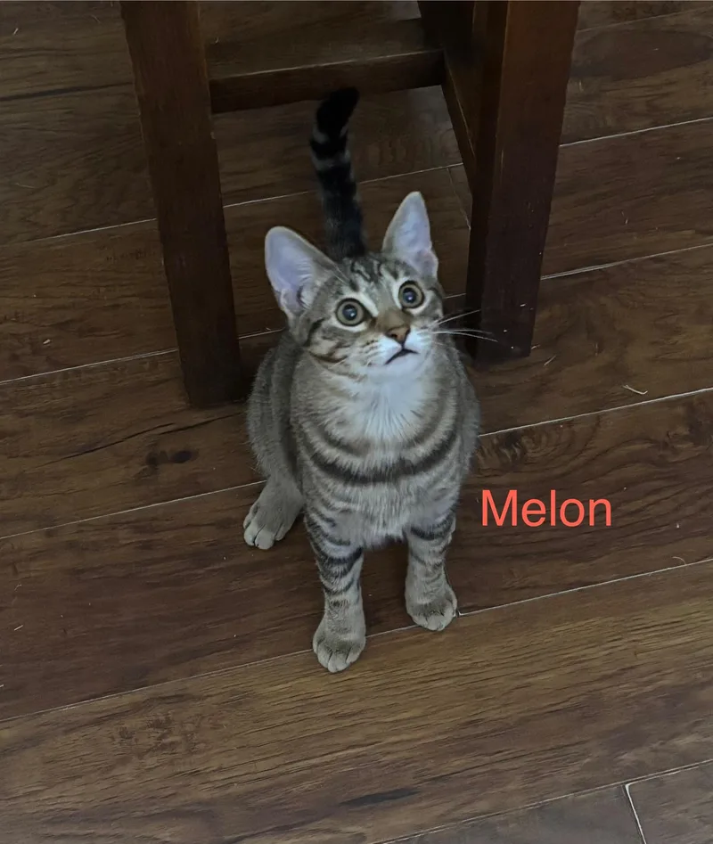 Melon