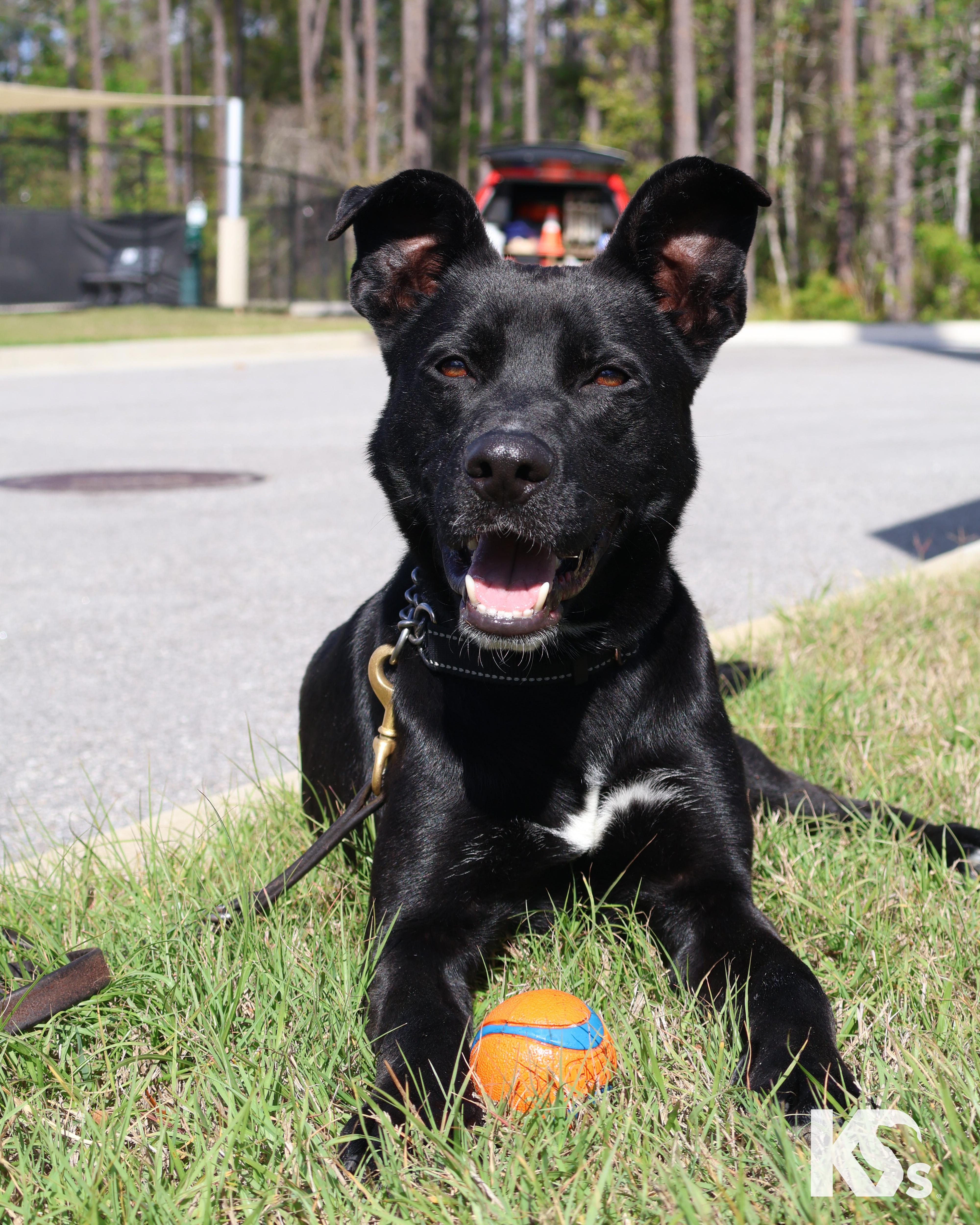 A young medium-sized male Black Black Labrador Retriever dog named Spork for adoption in Ponte Vedra, FL