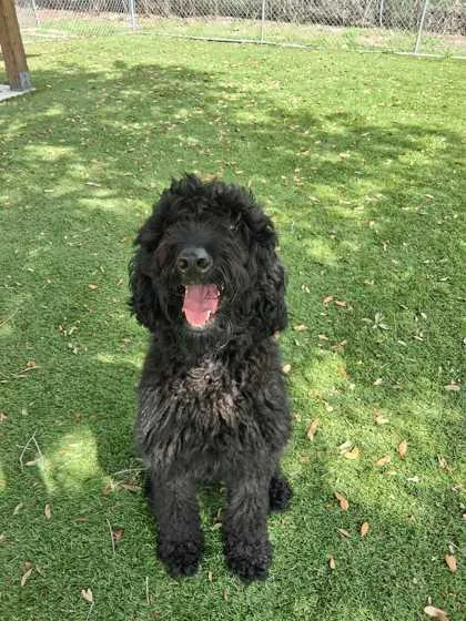 An adult large-sized female Standard Poodle dog named Furbulous for adoption in Daytona Beach, FL