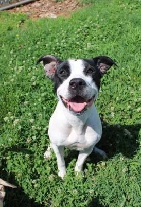 An adult large-sized female White / Cream Pit Bull Terrier dog named Jamboree for adoption in Martinsville, VA