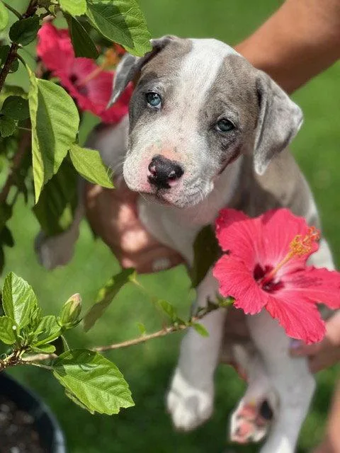 A baby medium-sized female Pit Bull Terrier dog named Phee for adoption in Saint Paul, MN
