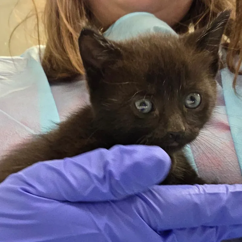 A baby small-sized female Black Domestic Short Hair cat named Curly Fries for adoption in Chattanooga, TN