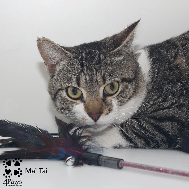 An adult small-sized male Brown / Chocolate Domestic Short Hair cat named Mai Tai Mckenzie for adoption in Merrifield, VA