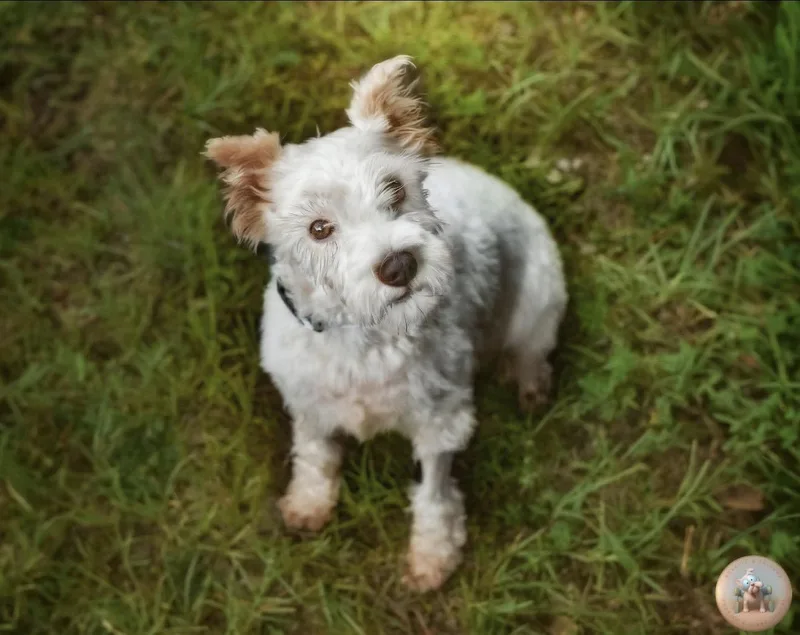 An adult small-sized female Miniature Schnauzer dog named Lady Vivienne for adoption in Milton, FL