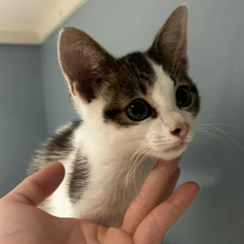A baby small-sized male Buff / Tan / Fawn Domestic Short Hair cat named Malcolm for adoption in Chattanooga, TN