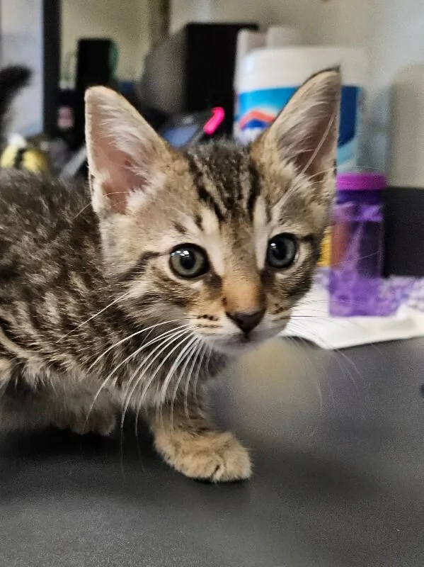 A young medium-sized male Tabby (Brown / Chocolate) Domestic Short Hair cat named Cinnamon Toast Crunch for adoption in Disputanta, VA